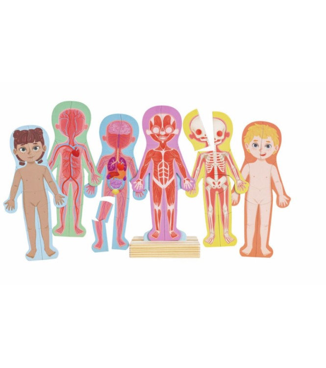 Rompecabezas magnético del cuerpo humano