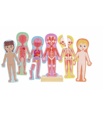 Rompecabezas magnético del cuerpo humano